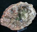 Colorful Petrified Wood Slab - Madagascar #8476-1